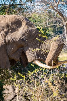 Elephant close ups in Kruger National Park, South Africa. High quality photo