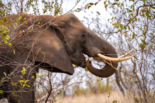 Elephant close ups in Kruger National Park, South Africa. High quality photo