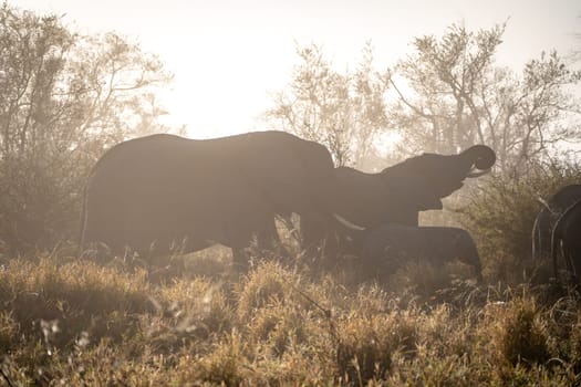 Elephant close ups in Kruger National Park, South Africa. High quality photo