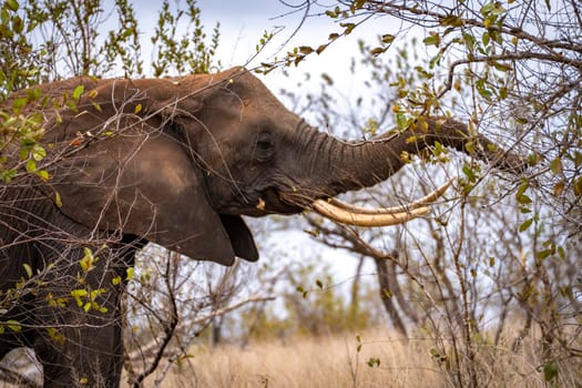 Elephant close ups in Kruger National Park, South Africa. High quality photo