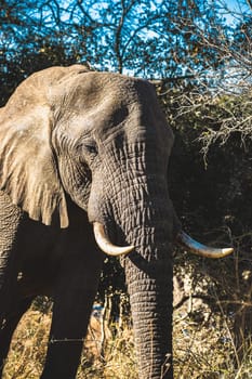 Elephant close ups in Kruger National Park, South Africa. High quality photo