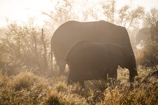 Elephant close ups in Kruger National Park, South Africa. High quality photo