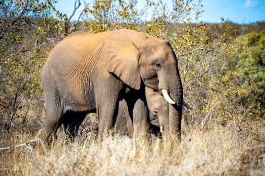 Elephant close ups in Kruger National Park, South Africa. High quality photo