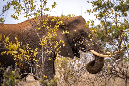 Elephant close ups in Kruger National Park, South Africa. High quality photo