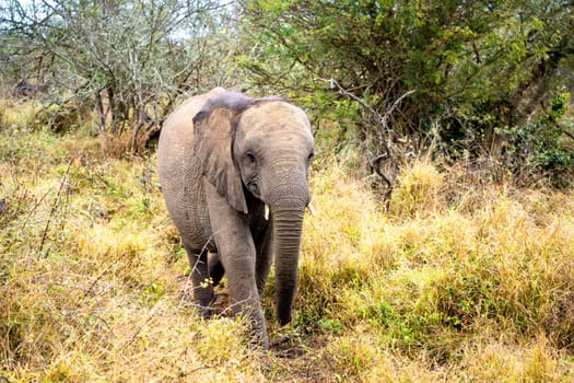 Elephant close ups in Kruger National Park, South Africa. High quality photo