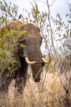 Elephant close ups in Kruger National Park, South Africa. High quality photo