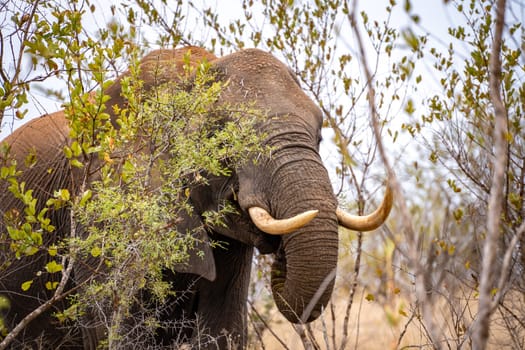 Elephant close ups in Kruger National Park, South Africa. High quality photo