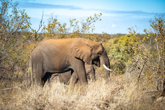 Elephant close ups in Kruger National Park, South Africa. High quality photo