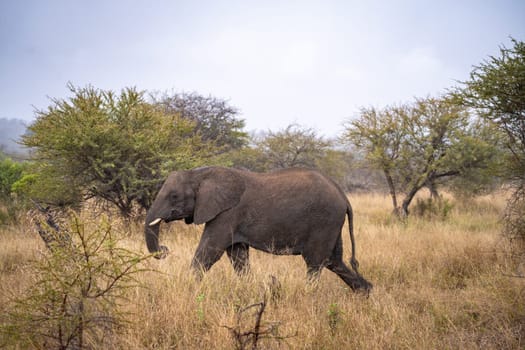 Elephant close ups in Kruger National Park, South Africa. High quality photo