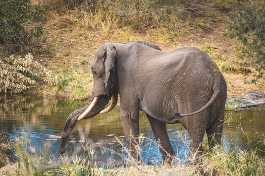 Elephant close ups in Kruger National Park, South Africa. High quality photo