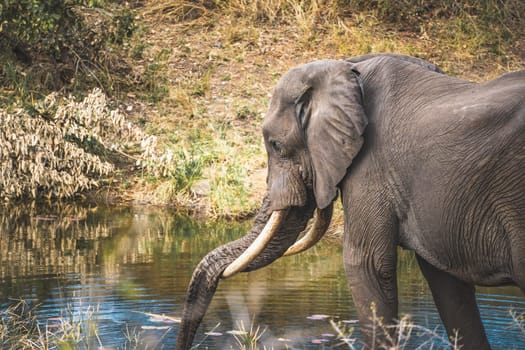 Elephant close ups in Kruger National Park, South Africa. High quality photo