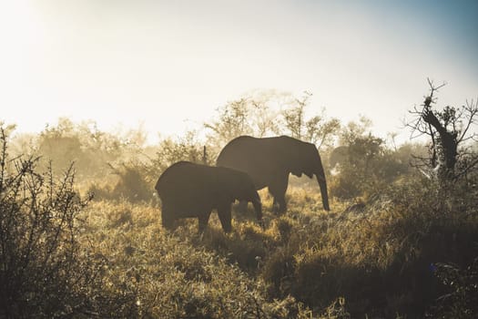 Elephant close ups in Kruger National Park, South Africa. High quality photo