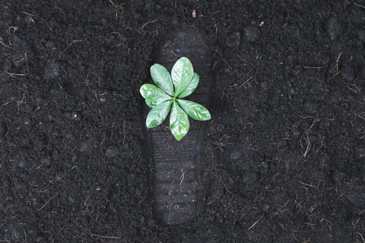 Top view seedling plant growing on carbon footprint soil as ecology and environment concept symbolizes importance of environmental awareness and sustainable ecosystem to reduce CO2 emission. Gyre