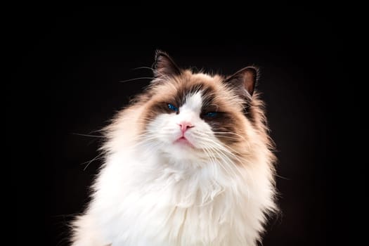 Beautiful young healthy Ragdoll cat isolated on a black background. High quality photo
