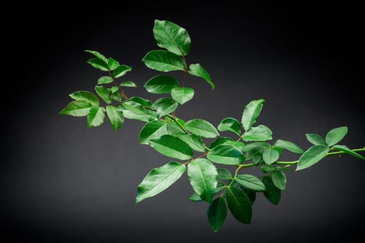 branch with green foliage of a climbing rose isolated on a black background.