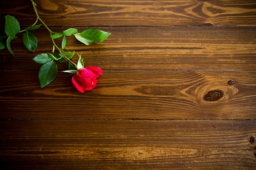 one red beautiful blooming rose on a dark wooden table