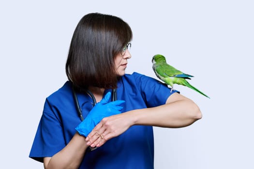 Female doctor veterinarian examining green Quaker parrot, on white studio background. Inspection of birds pets in veterinary clinic, ornithology