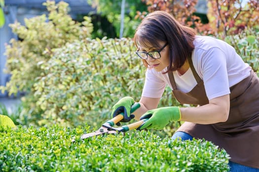 Female gardener cuts a hedge in backyard, woman in apron and gloves with garden shears forms green boxwood bush. Work in garden, gardening, landscaping concept