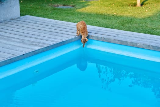 Domestic cat pet drinks water in the outdoor pool in the backyard.