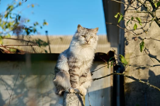 A gray fluffy cat sitting on a fence basks in the sun on a clear autumn day