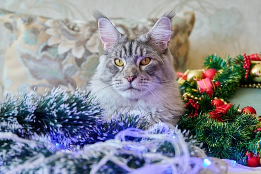 Gray pet cat at home on the sofa with festive Christmas New Year's accessories. Pedigree maine coon looking at camera. Merry Christmas, comfort cozy warmth in winter cold season