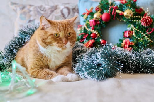 Red funny fat cat at home on sofa with festive Christmas New Year's accessories. Ginger pet cat, Merry Christmas, comfort cozy warmth in winter cold season