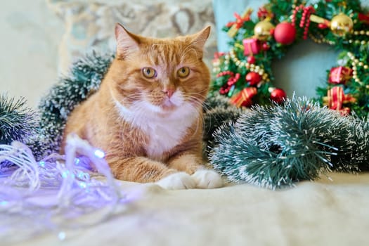 Red funny fat cat at home on sofa with festive Christmas New Year's accessories. Ginger pet cat, Merry Christmas, comfort cozy warmth in winter cold season