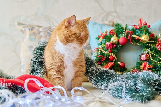 Red funny fat cat at home on sofa with festive Christmas New Year's accessories. Ginger pet cat, Merry Christmas, comfort cozy warmth in winter cold season