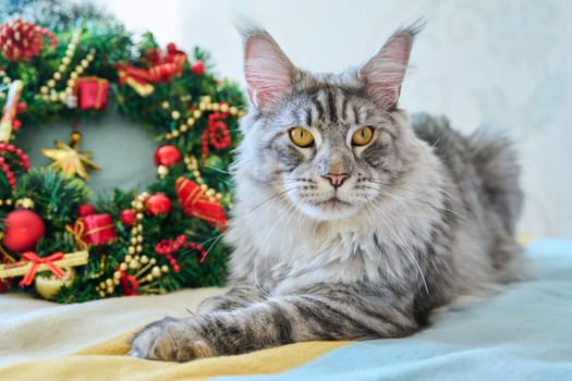 Gray pet cat at home on the sofa with festive Christmas New Year's accessories. Pedigree maine coon looking at camera. Merry Christmas, comfort cozy warmth in winter cold season