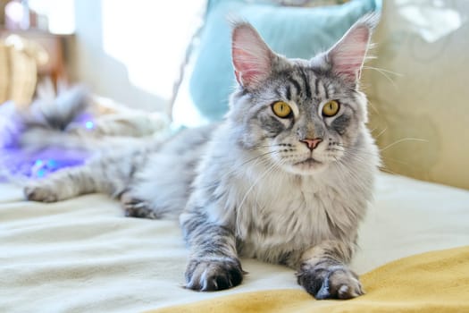 Portrait of beautiful purebred gray cat resting lying on couch at home. Relaxed fluffy pet Maine Coon, animals, home coziness comfort warmth friendship pets concept
