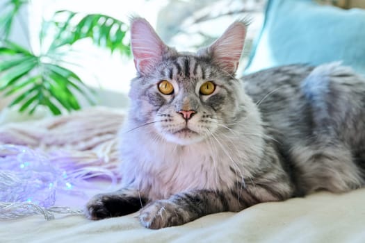 Portrait of beautiful purebred gray cat resting lying on couch at home. Relaxed fluffy pet Maine Coon, animals, home coziness comfort warmth friendship pets concept