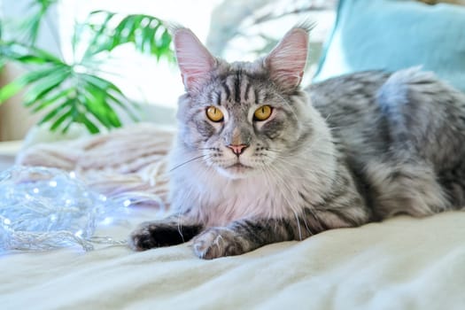 Portrait of beautiful purebred gray cat resting lying on couch at home. Relaxed fluffy pet Maine Coon, animals, home coziness comfort warmth friendship pets concept