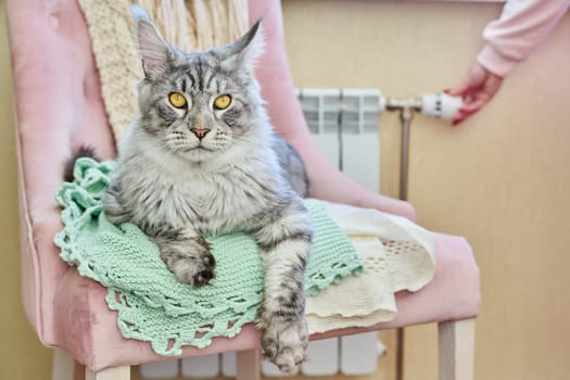 Red ginger cat lying warming on chair near heating radiator, woman regulating temperature on regulator. Heating season, cold autumn winter, energy saving, crisis concept