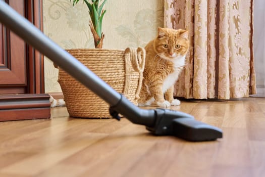 Cleaning house with vacuum cleaner, vacuum cleaner brush with pet red ginger cat. Cleaning, purity, housework, dust, animal, fluff allergy concept