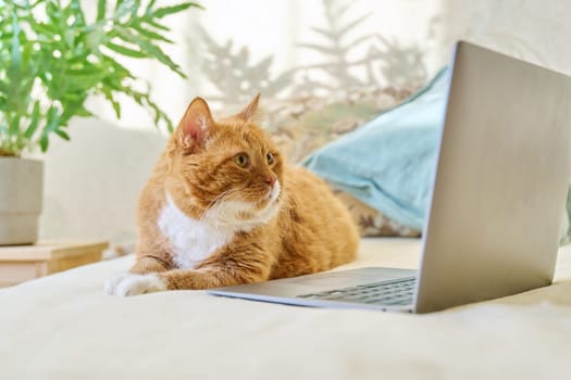 Serious focused old red ginger funny cat lying at home with laptop. Pets, animals, lifestyle, comfort, technology, leisure, lifestyle concept
