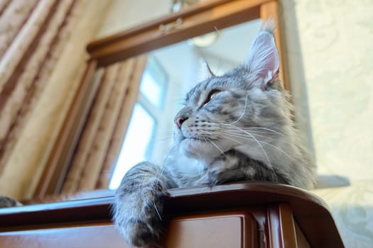 Relaxed cat resting at home, looking out the window. Gray beautiful purebred Maine Coon. Animals, home coziness comfort warmth friendship pets concept