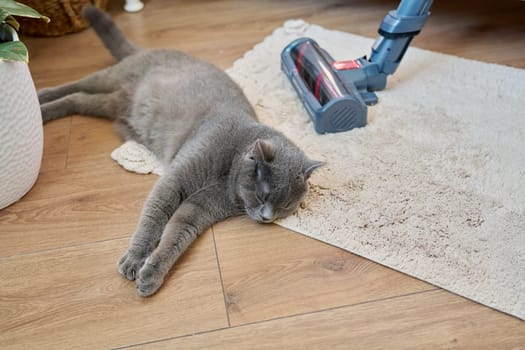 Cleaning house with vacuum cleaner, female with pet cat. Close-up cat, vacuum cleaner brush, carpet in room. Cleaning, purity, housework, dust, animal, fluff allergy concept