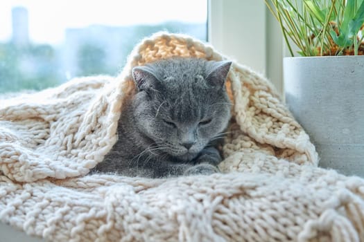 Gray cat pet sleeping on warm knitted woolen scarf on window, in cold autumn winter season. Comfort, calm, cozy, heating, animals, house concept