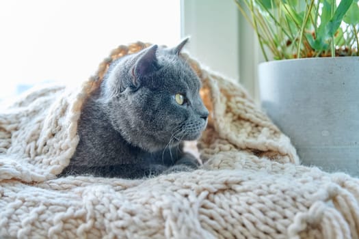 Gray cat pet lying on warm knitted woolen scarf on window, in cold autumn winter season. Comfort, heating, animals, house concept