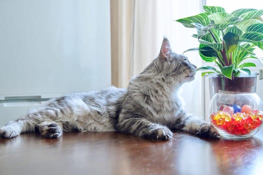Relaxed gray cat lying at home near a houseplant, profile view, looking out the window, cute pretty pet