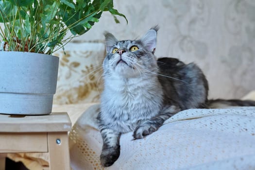 Attractive purebred silver Maine Coon cat looking up, in a home interior. Animals, home, care, pets concept