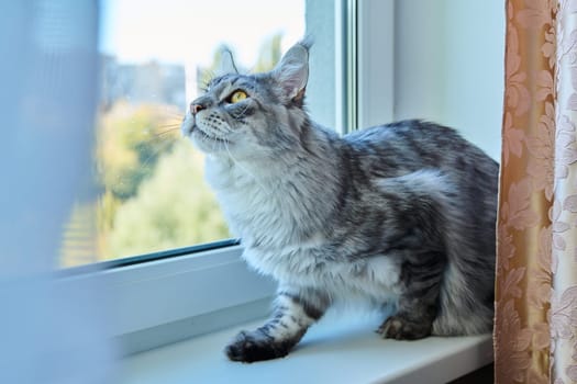 Serious attentive cat looking out window, hunting for birds. Gray thoroughbred pet meykun hunter sitting on windowsill. Animals, home, care, thinking, attention, pets concept