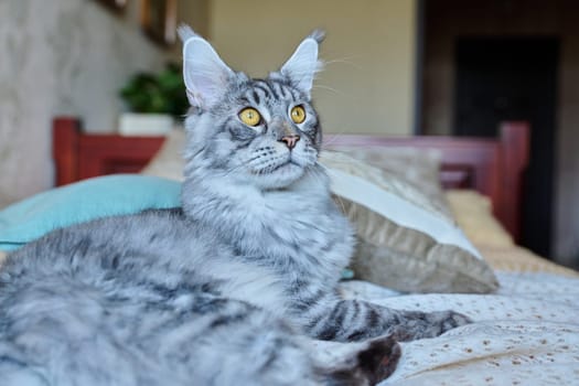 Gray cat resting lying at home on the bed, adorable fluffy young purebred silver pet Maine Coon. Animals, home, comfort, soft, relaxation, care, pets concept