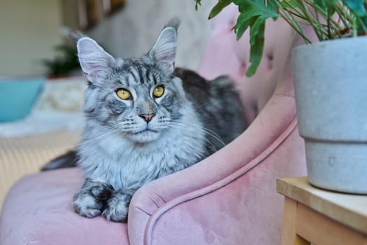 Portrait of relaxed gray cat lying on an armchair at home. Silver adorable pedigreed Maine Coon on pink velvet chair. Animals, home, comfort, soft, relaxation, care, pets concept