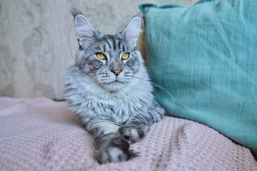 Portrait of beautiful purebred gray cat resting lying on couch at home. Relaxed fluffy pet Maine Coon, animals, home coziness comfort warmth friendship pets concept