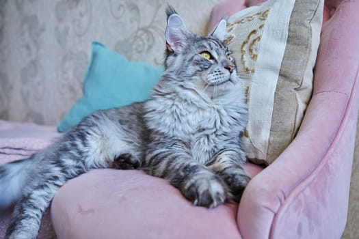 Portrait of relaxed gray cat lying on an armchair at home. Silver adorable pedigreed Maine Coon on pink velvet chair. Animals, home, comfort, soft, relaxation, care, pets concept