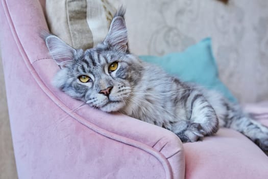 Portrait of relaxed gray cat lying on an armchair at home. Silver adorable pedigreed Maine Coon on pink velvet chair looking at camera. Animals, home, comfort, soft, relaxation, care, pets concept