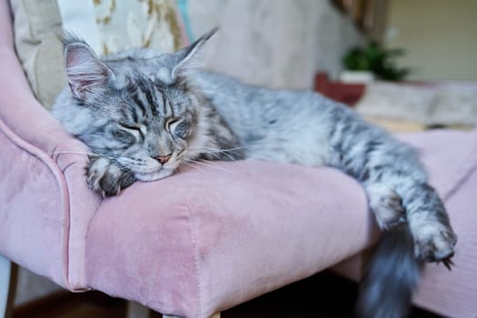 Portrait of relaxed gray cat lying sleeping on an armchair at home. Silver adorable pedigreed Maine Coon on pink velvet chair. Animals, home, comfort, soft, relaxation, care, pets concept
