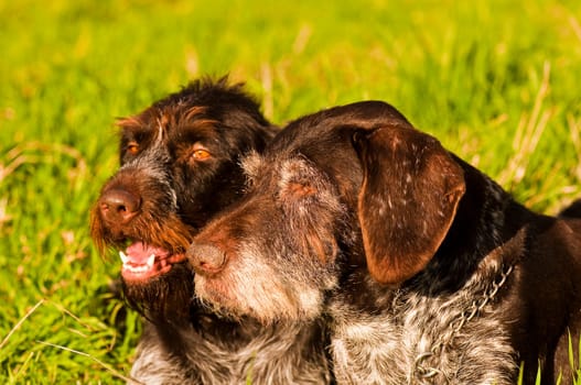 German Wirehaired Meadow