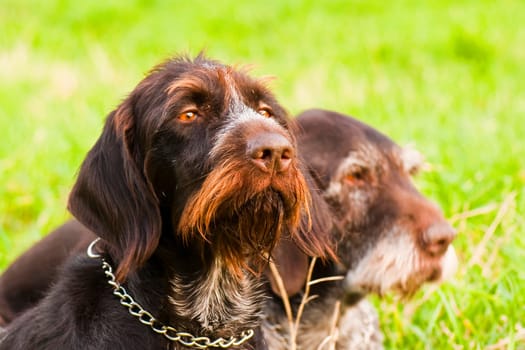 German Wirehaired Meadow